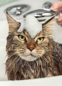 Cat bath. Wet cat with foam on the head