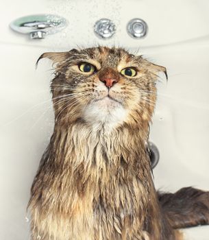 Cat bath. Wet cat. Funny cat in the bath