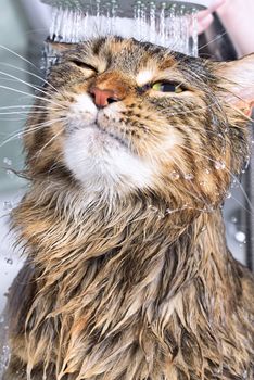 Wet cat in the bath. Funny cat