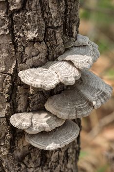 Wood mushrooms in the forest. Autumn forest