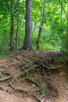 Beautiful nature image of tree roots alond an idyllic woodland path.
