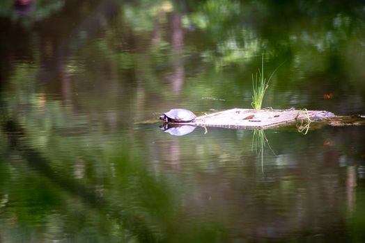 A turtle on a wooden raft sees his reflection in the surreal surface of a woodland pond. Green foliage reflected in the rippling motion of the water.