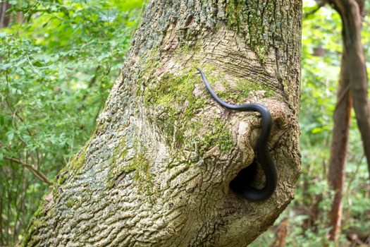 Full frame image of a mature Eastern Black Rat Snake disappearing into it's hollow tree home. Green forest background and rough bark texture with copy space.