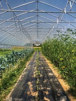Greenhouse is alive with ripening tomatoes and kale. Camera tripod in far doorway and agricultural fields beyond. Natural light with copy space.