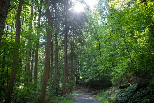 Tall green trees surround a straight woodland path in the center. Full frame tranquil image with sun beaming through the top branches.