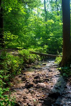 Beautiful full frame image of a relaxing, idyllic forest stream. Late afternoon sun casts long shadows over colorful creek bed. Selective focus, beautiful angled light.