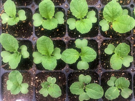Close up of green-leaf lettuce seedling trays on an organic vegetable farm.