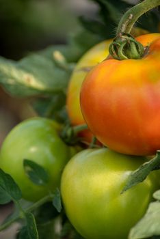 Organic greenhouse tomatoes ripen in this full frame image shot in natural light. Green agricultural background.