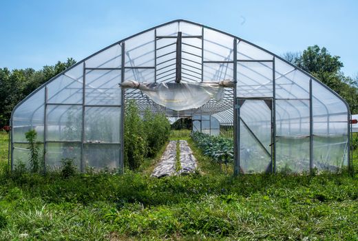 Greenhouse sits in a green field with rows of organic vegetables visible in the interior. Full frame in natural light with copy space.