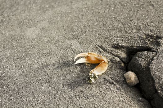 Detached crab arm lies on a gray background at the dike Butjardingen, Lower Saxony, Germany.