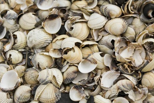 Colorful and diverse shells on the coast of Butjardingen in Wesermarsch, Lower Saxony, Germany.