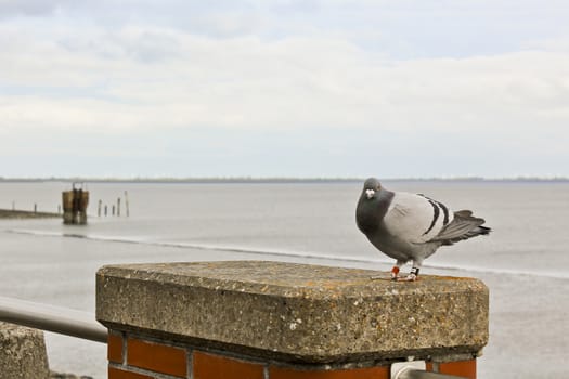 Pigeon on the coast of North German Butjardingen in Wesermarsch, Lower Saxony, Germany.