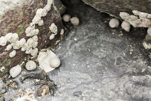 Shells and moss grow on rocks on the dyke of Butjardingen in Lower Saxony, Germany