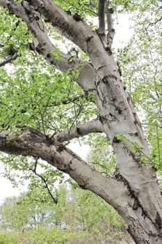 Beautiful birch tree in the north German moor landscape. Sehestedt, Jade, Wesermarsch, Germany.