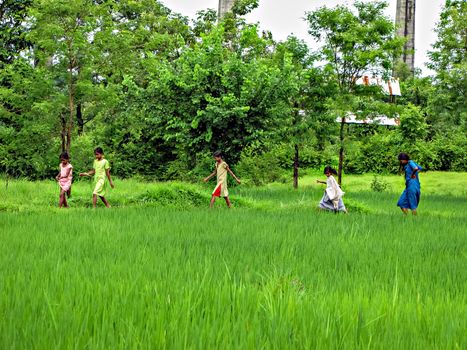 Khershet,Maharashtra,India-August 30th,2009:Five village girls happily walking a small pathway surrounded by lush green fields after a drizzle in monsoon.