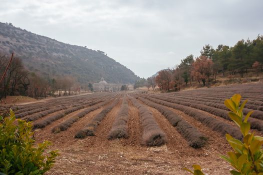 The famous and historical monastery Abbaye Notre-Dame de S�nanque on a cold winter's day in Provence, France