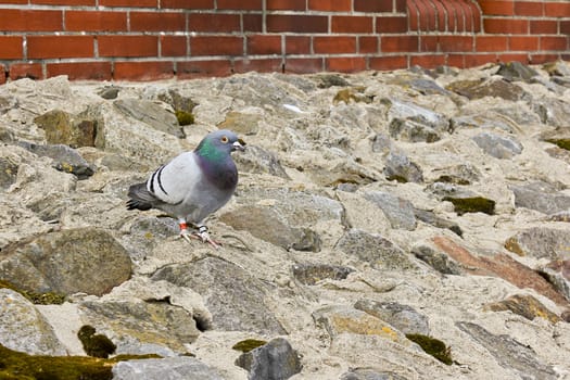 Colorful pigeon on the coast of North German Butjardingen in Wesermarsch, Lower Saxony, Germany.