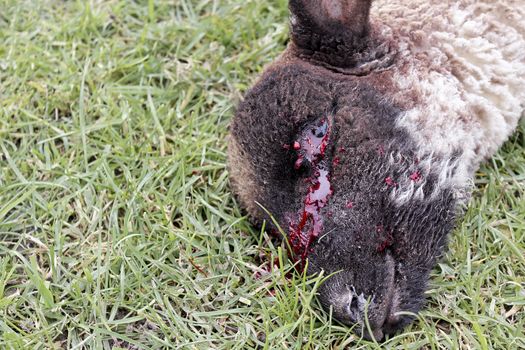 Dead sheep is bleeding from the eyes. Sehestedt, Jade, Wesermarsch, Germany.