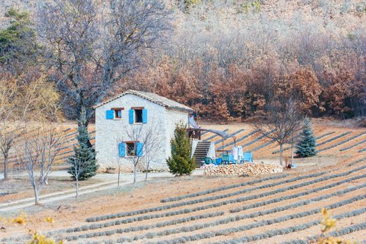 Lavender fields and Provincial farmhouse with winter landscape near Gordes in Provence, France