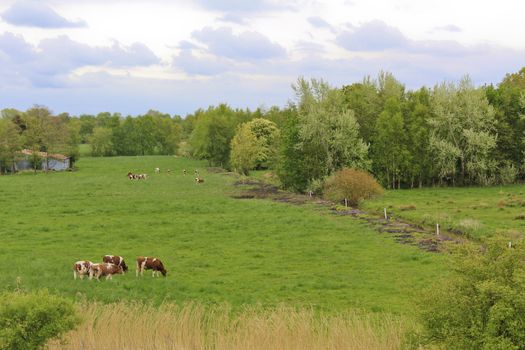 Landscape with cows and pasture in Sehestedt, Jade, Wasermarsch, Germany. Farm and cow pasture.