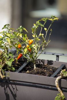 chilli seedling planted on a pot outside a restaurant