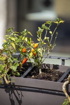 chilli seedling planted on a pot outside a restaurant