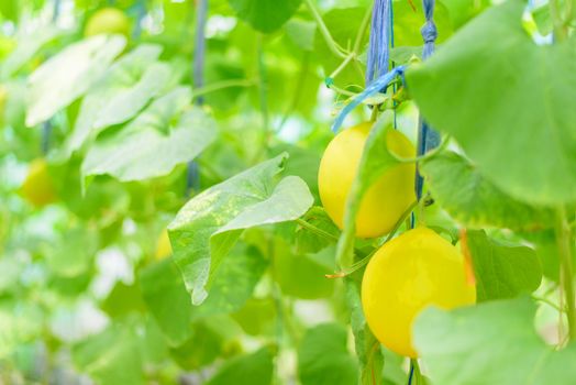 Fresh golden melon in farm