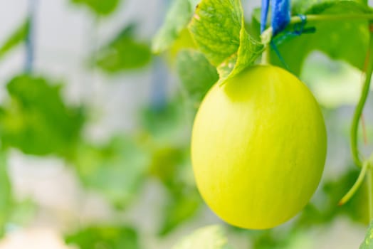 Fresh golden melon in farm