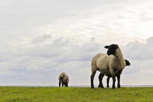 Sheep before the sunset and cloudy sky. Sehestedt, Jade, Lower Saxony, Germany.