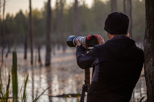 professional photographer shooting wild in early morning at summer swamp area with telephoto lens on a tripod.