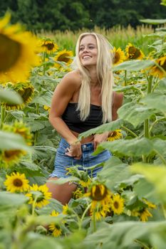 A gorgeous blonde model poses outdoors in a field of sunflowers while enjoying a summers day