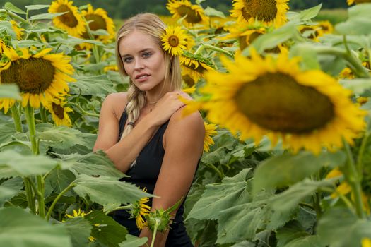 A gorgeous blonde model poses outdoors in a field of sunflowers while enjoying a summers day