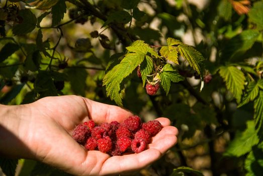 hand holding a handful of raspberries just picked up