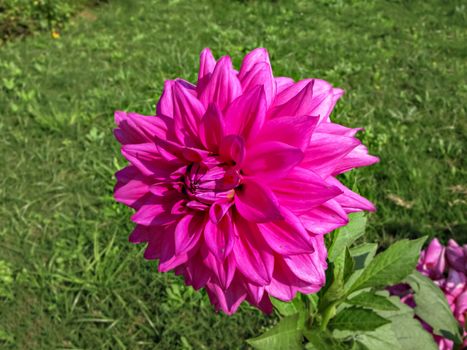 Selective focus, blur background, close up image of bright pink Dahlia flower in park with green background.