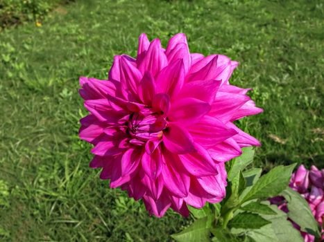 Selective focus, blur background, close up image of bright pink Dahlia flower in park with green background.