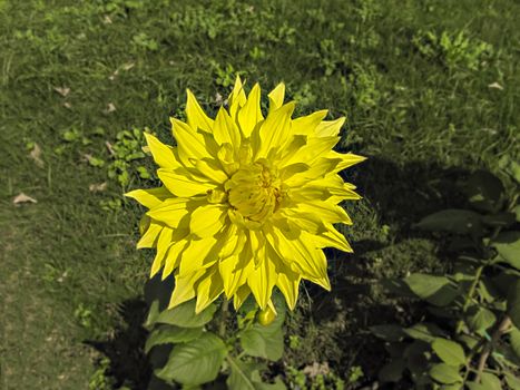 Selective focus, blur background, close up image of bright yellow Dahlia flower in park with green background.