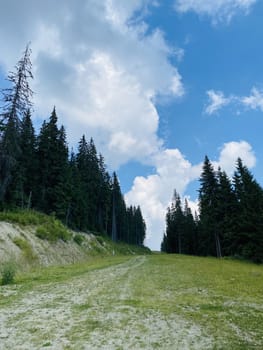 pine forest in the mountains.mountain road in the mountains