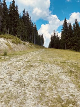 pine forest in the mountains.mountain road in the mountains