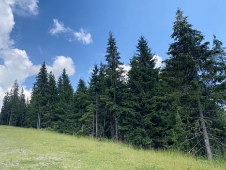 pine forest in the mountains.mountain road in the mountains