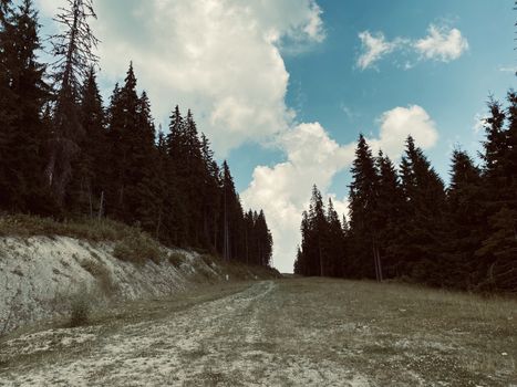 pine forest in the mountains.mountain road in the mountains