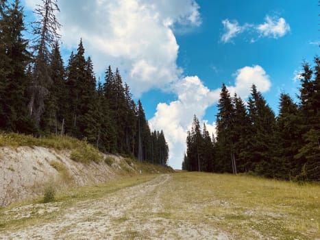 pine forest in the mountains.mountain road in the mountains