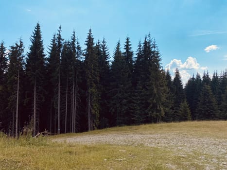 pine forest in the mountains.mountain road in the mountains