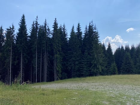 pine forest in the mountains.mountain road in the mountains