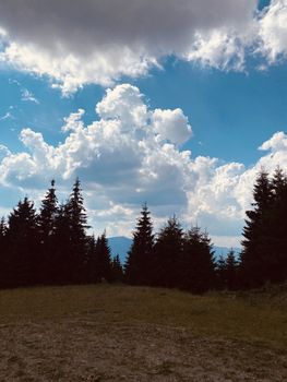 pine forest in the mountains.mountain road in the mountains