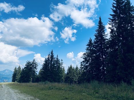 pine forest in the mountains.mountain road in the mountains