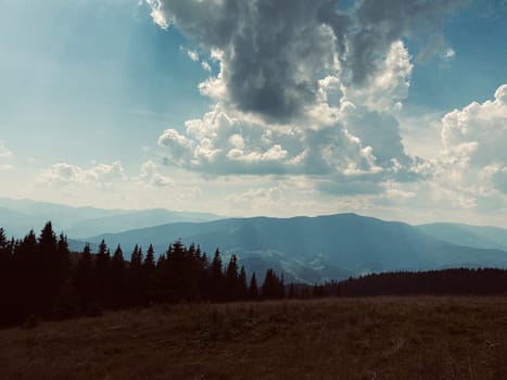 pine forest in the mountains.mountain road in the mountains