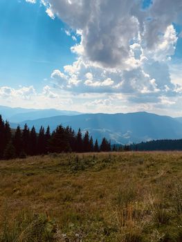 pine forest in the mountains.mountain road in the mountains