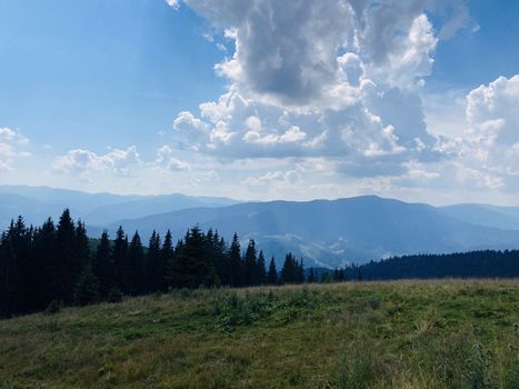 pine forest in the mountains.mountain road in the mountains