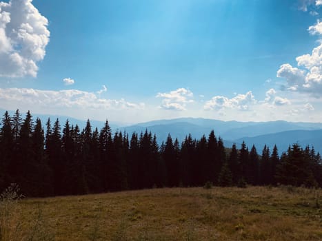 pine forest in the mountains.mountain road in the mountains