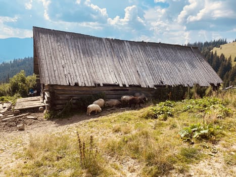 sheep on a farm eat grass outside on nature